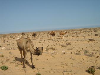 20090628203041-camellos.jpg